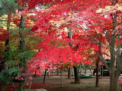 平林寺紅葉散策