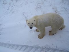 シロクマ君に出会う旅・４　（完）