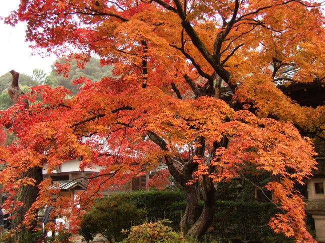 ３年ぶりの京都紅葉の旅。<br />今回はツアーで楽チン・・・のはずでしたが。<br />まずは、みごとな紅葉をご覧ください。