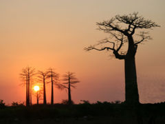 不思議の島！マダガスカルの旅 2・・旅いつまでも・・
