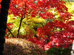 もみじ鑑賞　at 長谷山本土寺　☆大盃・秋山紅ー最高の紅葉は・・。