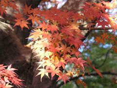 六義園の紅葉