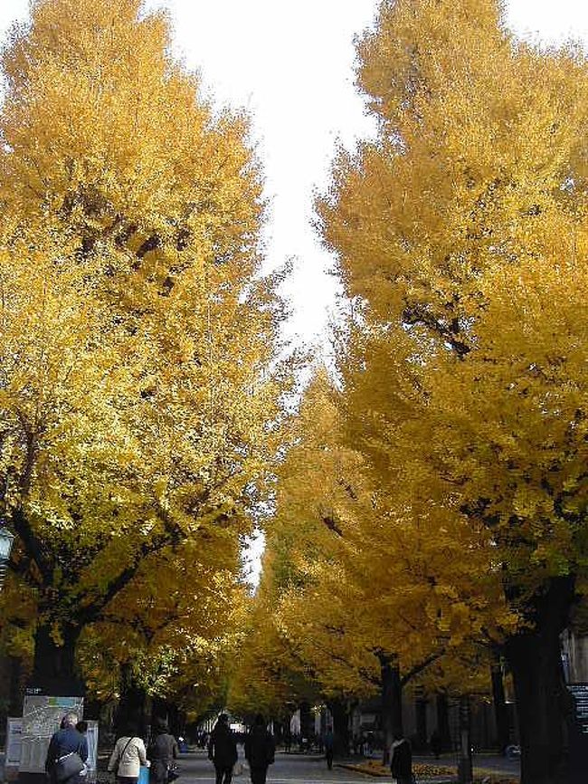 あちこちで紅葉の旅行記を目にするこの季節、フランスの旅行記をお休みして、私も人並みに紅葉を愛でたく出かけました。<br /><br />ヨーロッパ以外は近場で満足のコクリコは日帰りで気楽に行ける場所を探します。<br />先日行った明治神宮外苑の銀杏並木は物凄い混雑で早々に新宿御苑に逃げたコクリコは、「銀杏と言えば東大」ということで今度こそ、銀杏の落ち葉をカサコソ踏み締めたく東大を目指しました。<br /><br /><br />表紙の写真は東大本郷校舎正門前の大銀杏です。