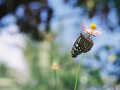 03. 遺跡群見物の合間に、Siem Riapの町と地雷博物館