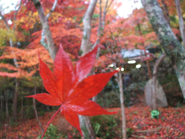 紅葉真っ只中の有馬へ。<br />今年の紅葉は遅く、<br />有馬の山の麓の紅葉はまだだったけど、<br />有馬温泉界隈では、ちょうど見頃でした。<br />しとしと雨の降る中、人も少なく、<br />雨に濡れた紅葉もまた艶やかでキレイでしたょ。<br /><br />温泉・紅葉・食事で癒されてきました(^-^)