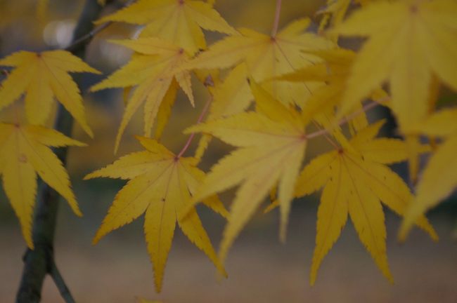 下鴨神社で撮影中、ウォーキング中のおじさんに<br /><br />「あっちの方がいいで」<br /><br />と教えてもらった京都御苑へやってきました。<br /><br />下鴨神社では紅葉狩りというより「京都らしい色」が撮れましたが、さて、こちらではどんな風景に出会えるでしょうか。