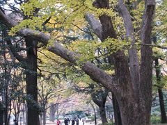 晩秋に彩られた東京の風景その?日比谷公園の大銀杏