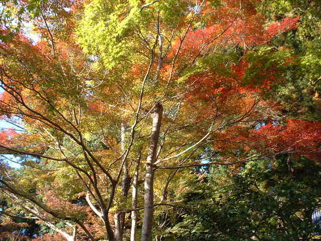 河内長野にある勧心寺に行きました。<br />紅葉で有名なんです。<br />紅葉だけでなく、色々な風景がありました。