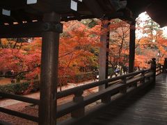 紅葉の絨毯、京都・真如堂