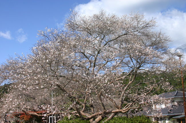 愛知県豊田市の小原地区にある秋に咲く『四季桜』と紅葉の<br />コラボ写真のラストです。<br /><br />