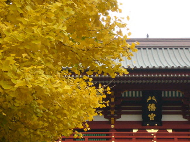 鎌倉の紅葉は絶対見る！と初秋より計画。念願叶い、ようやく鎌倉へ。<br />が、場所によって見頃が違っていて、八幡宮周辺はとおに見頃は過ぎていた。<br /><br />鎌倉宮〜瑞泉寺〜鶴岡八幡宮を歩いて散策。<br />鎌倉宮は紅葉真っ盛りと言った感じだったが、名勝・瑞泉寺はまだ7分程度。<br />結構山の上にあるのに、ここの紅葉は遅い。<br />鎌倉宮の近くの神社に立派な大銀杏を発見！<br />かなり遠くからみても、存在感があり立ち寄る観光客も多かった。<br />鶴岡八幡宮は、ほとんどが落葉。イチョウだけが綺麗だった。
