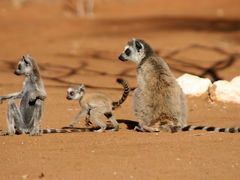 不思議の島！マダガスカルの旅 3・・旅いつまでも・・
