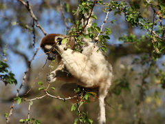 不思議の島！マダガスカルの旅 5・・旅いつまでも・・