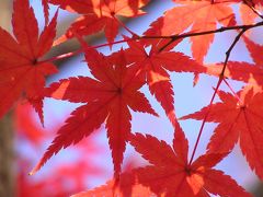 憧れの京都の紅葉