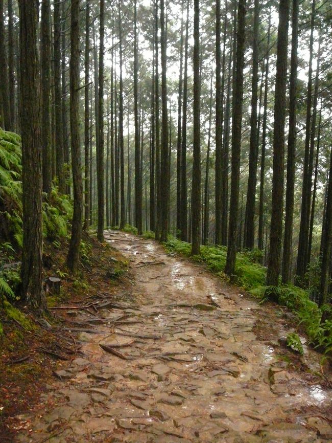 平成１７年、紀伊山地の霊場と参拝道が世界遺産に登録されました。１２月１４日、雨模様のなか、熊野古道を歩いてきました。現地の語りべさんに案内してもらい、修験者たちの思いを味わってきました。
