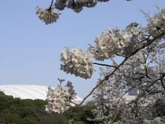 小石川後楽園の桜