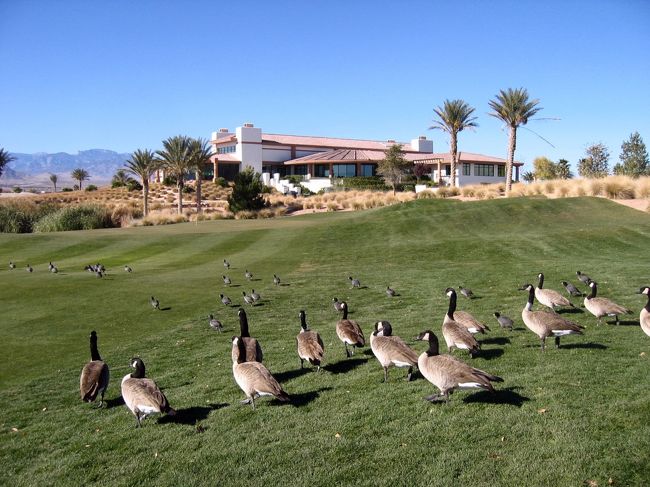 Silver Stone Golf Club<br />8600 Cupp Drive Las Vegas Nevada<br />Desert   3278Y  ☆<br />Mountain 3274Y　☆<br />Valley   3102Y<br />今回は☆6552Ｙ/70.2をプレー。<br /><br />写真はクラブハウス前で撮影。