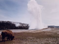 Yellowstone & Grand Teton National Park