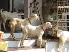 Pakistan　犠牲祭　?　あちこちで飾りをつけた山羊をみかける