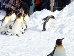【冬の北海道】ペンギンのお散歩
