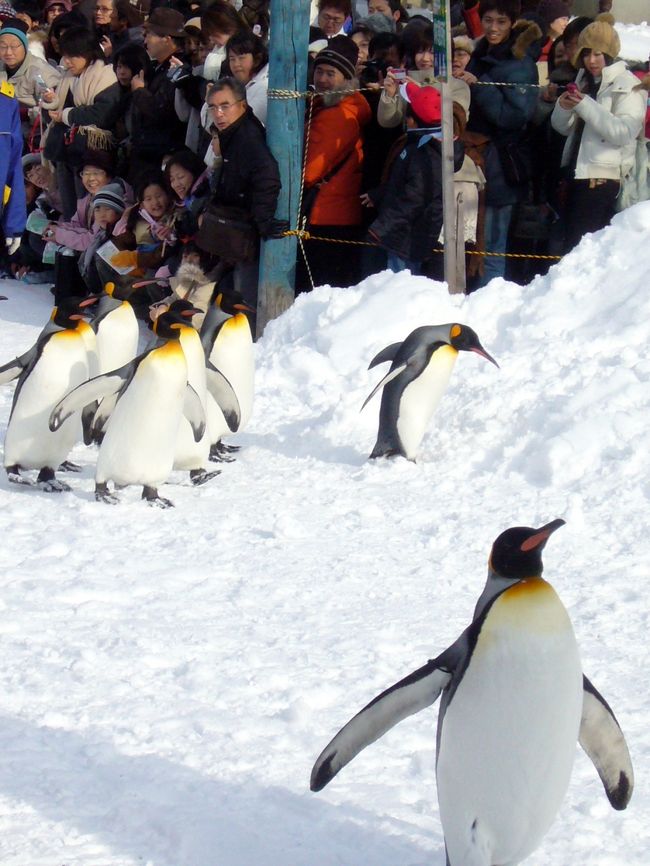 今年の冬の北海道旅行は、旭山動物園からスタートを切った！<br />着いたら既に11時をまわっていたので、ペンギンのお散歩が始まるところでした。<br />ペンギンを追いかけながら撮影。とっても愛らしいペンギンに感動！！<br />平日なのにかなり混んでいて、ホッキョクグマ館は断念。<br />１時間待ちなんてしていたら時間がないので、外から見る羽目に。<br /><br />1日目／羽田空港→旭川空港→旭山動物園→層雲峡<br />2日目／層雲峡→大雪山→旭川空港→釧路空港<br />3日目／釧路→釧路湿原→川湯温泉<br />4日目／川湯温泉→摩周→屈斜路湖→川湯→釧路空港→羽田空港