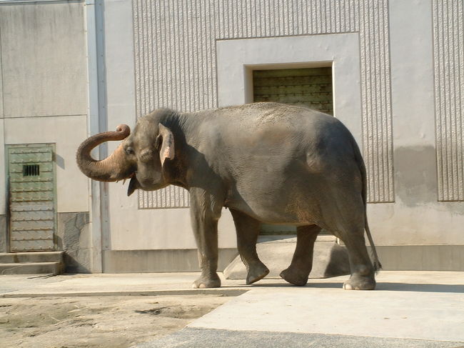 名古屋の東山動物園に象を見に行きました。なぜか象が大好きです。タイが好きなのも象つながりなんでしょうか・・・。