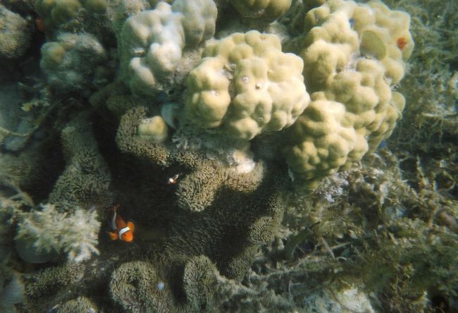 アプリット島でのお正月です。寒い日本と打って変わって、こちらは常夏の島。初詣には行けないけどシュノーケリングで楽しみました。