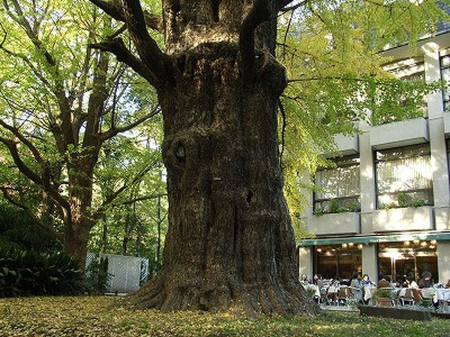 首かけ銀杏と松本楼 丸の内 大手町 八重洲 東京 の旅行記 ブログ By こーちゃんさん フォートラベル 首かけ銀杏と松本楼 丸の内 大手町 八重洲 東京 の旅行記 ブログ By こーちゃんさん フォートラベル