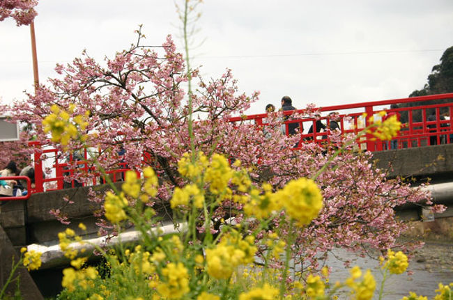 稲取・雛のつるし飾りと合わせて行きました。<br />この年は、桜も菜の花も開花が少し遅れていたようです。