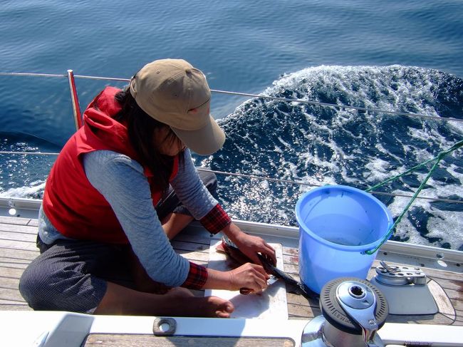 船酔いが凄かった私が５年もすれば走るヨットのデッキで釣れた魚をおろしお刺身を出来るまでになるから驚きです。<br />バケツで海から海水をくみ上げての魚さばきです。<br />波が高いときはとても気を使いますよ。