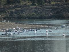 白鳥を見てきました