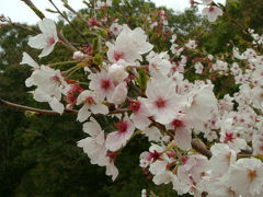 道後公園でお花見＆大名行列付