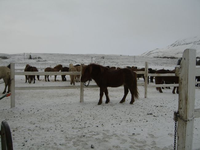 1年位前の世界ウルルン滞在記でアイスランド馬に乗るのをやっていて、それ以来密かに憧れていたアイスランドでアイスランド馬に乗るというちょっとした夢を遂に実現しました。<br /><br />アイスランド5日目はアイスランドの大自然の中でアイスランド馬に乗ることとなりました。<br />振り落とされないか、蹴られないか、馬がちゃんと言うこと聞いてくれるか不安もありましたが、好奇心には勝てずにいざ乗馬。<br /><br />ホテルでReykjavik Excursionsの4900ISKの乗馬ツアーに乗ろうかと思ってレセプションで申し込もうとしたところ、もっと安い別の牧場（http://www.laxnes.is/）の乗馬ツアーを勧められ、内容もほとんど同じなので安い方にしました。<br />違うところといえば、レストランの有無と溶岩地帯か普通の自然かというところでしょうか。<br /><br />その後ホテルへピックアップのバスが来て、途中のホテルで大手町で会社を経営する日本語が堪能なアメリカ人のAさんと一緒になり、アイスランドで思いっきり日本語で外国人と話すという珍しい経験をしました。<br /><br />世界って広いようで狭いですね。<br />アイスランド旅行中に大手町で働く人に出会ったのは2人目です。