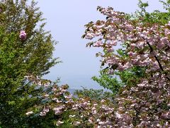 お花見総本山