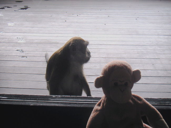 ビンタン島へは、7回行ってますが<br />初めて部屋のジャグジーに猿が<br />来ました。<br />びっくり、部屋のドアを開けようと<br />してました。