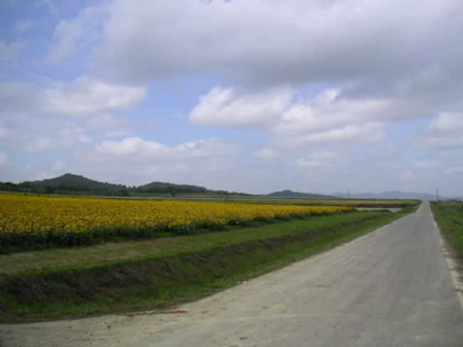 ようやく北海道ツーリングらしくなった。<br />旭川からまっすぐ北上してもしょうがないので、<br />海沿いに向かうべく走る。その途中でひまわり畑に。