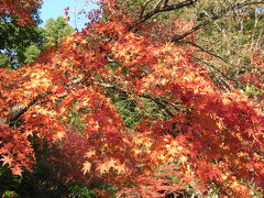 神戸　須磨寺の紅葉