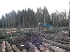 北ドイツ　森林伐採　２