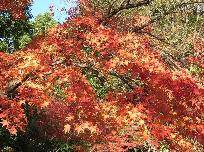 神戸に行った時、須磨寺の紅葉を観にいった。