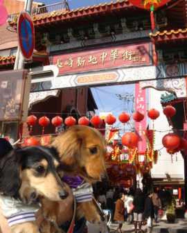 長崎旅行 犬連れ 長崎県の旅行記 ブログ By きこさん フォートラベル 長崎旅行 犬連れ 長崎県の旅行記 ブログ By きこさん フォートラベル