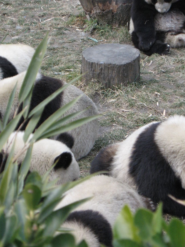 2006年年末に中国・四川省でパンダ飼育ボランティアをしてきました。ぬいぐるみのような子パンダに会えて、とっても嬉しくて楽しい旅でした！<br />＜日程＞<br />北京→成都→三星堆遺跡→楽山大仏→臥龍→成都→北京