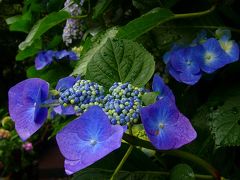 小さな旅＞紫陽花期の鎌倉・長谷寺02