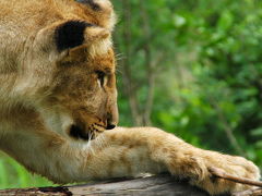 Lion Encounter @ Victoria Falls