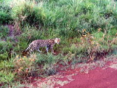 アフリカ旅行記?～ケニア編その1～