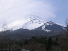 富士山へ植林です。木を植えに行ってきました♪