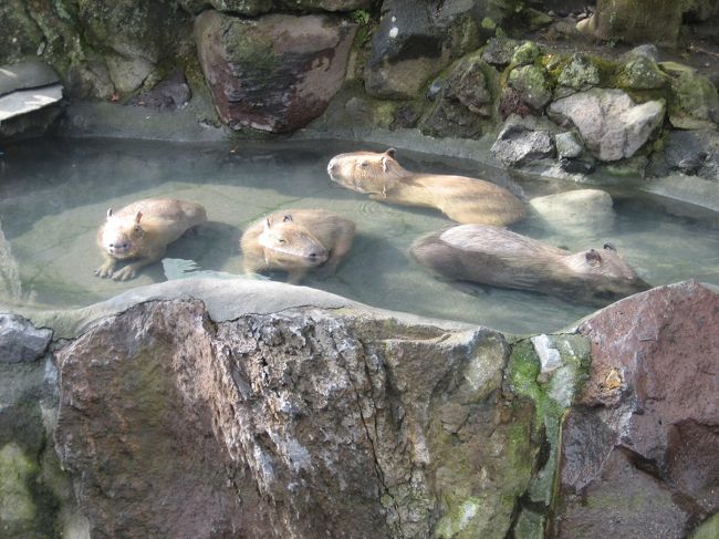 カピバラに癒されます