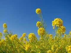 菜の花の咲く　湘南　吾妻山ー?