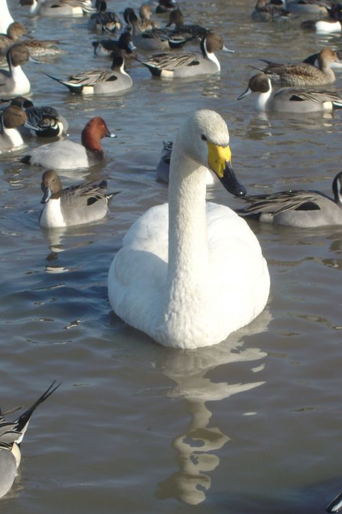 瓢湖水きん公園 – 観光スポットガイド あがのSPOT│新潟県