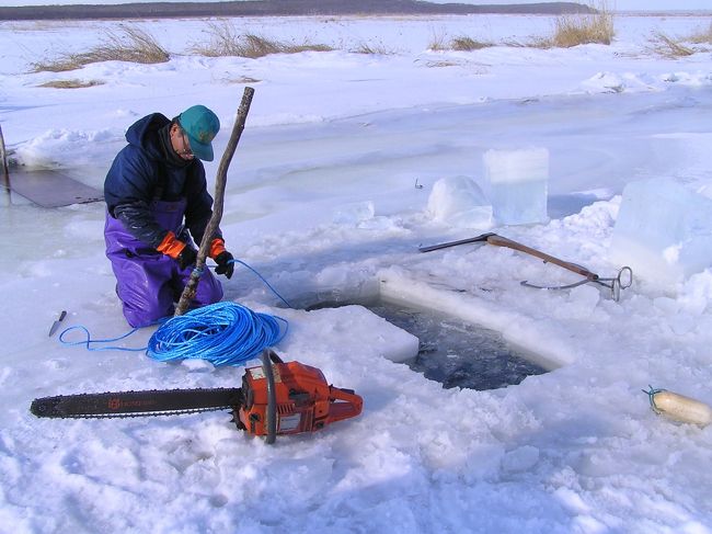 厳冬の根室　海も川も凍る：真冬の風物詩―氷下待網漁。そのおこぼれを狙って集まるワシ達。