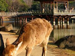 そろそろ　奈良へ?　～鹿さんと遊ぶ　ゆったり奈良公園～